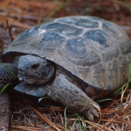 RWA National: The Slow Writer