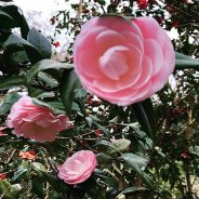 Be a Camellia